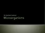 Microorganisms - slide 1