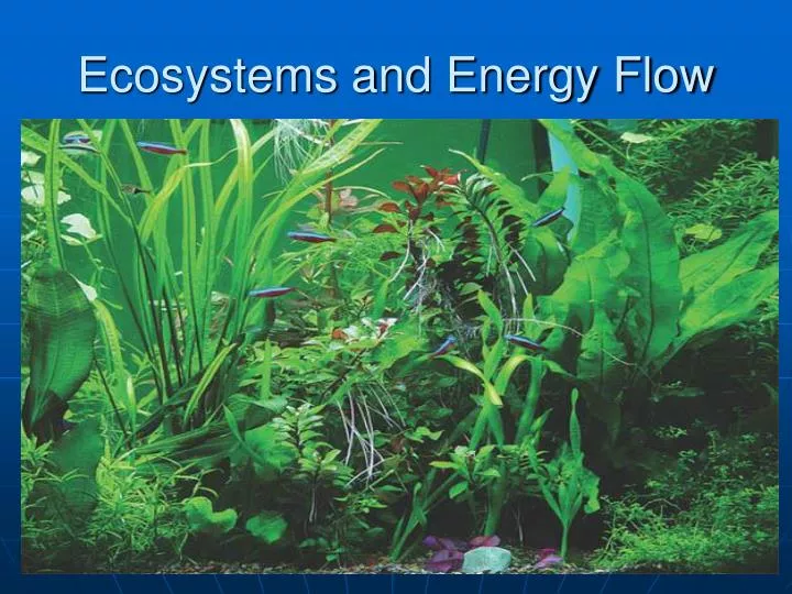 ecosystems and energy flow