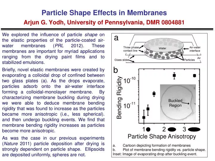 particle shape effects in membranes arjun g yodh university of pennsylvania dmr 0804881