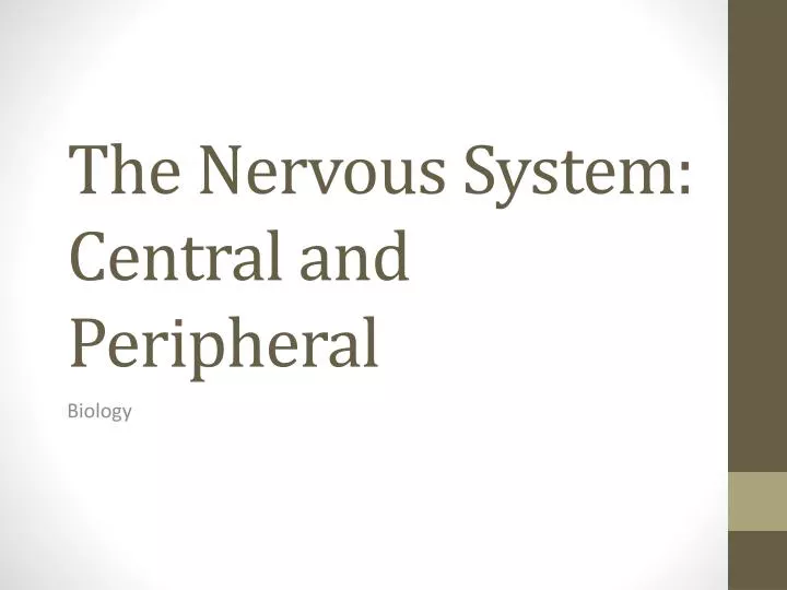 the nervous system central and peripheral