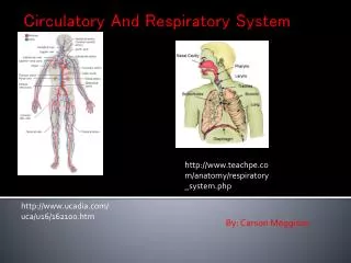 Circulatory And Respiratory System