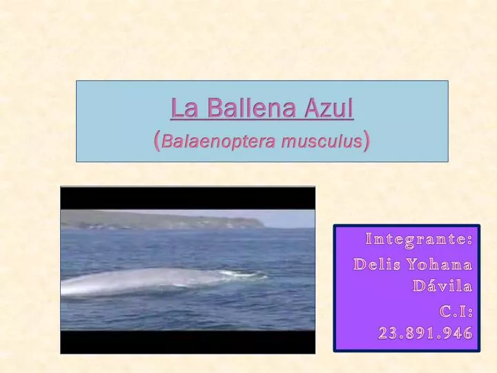 la ballena azul balaenoptera musculus