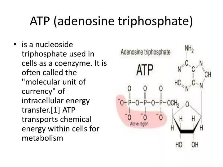 atp adenosine triphosphate