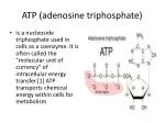 ATP (adenosine triphosphate)