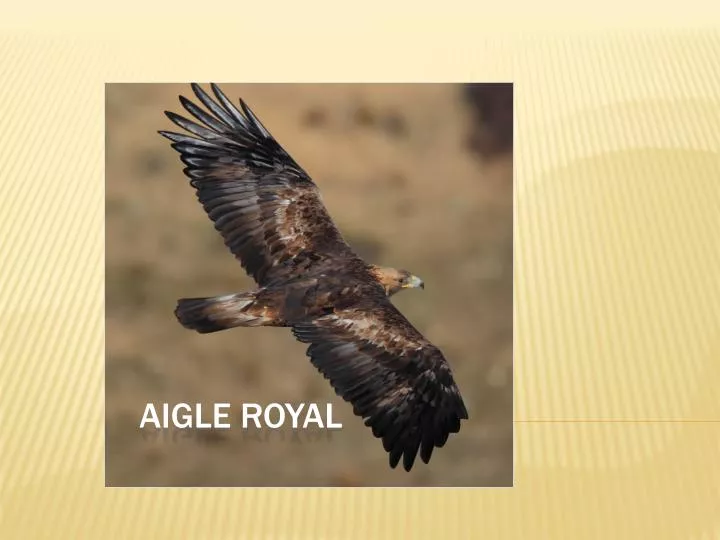 aigle royal