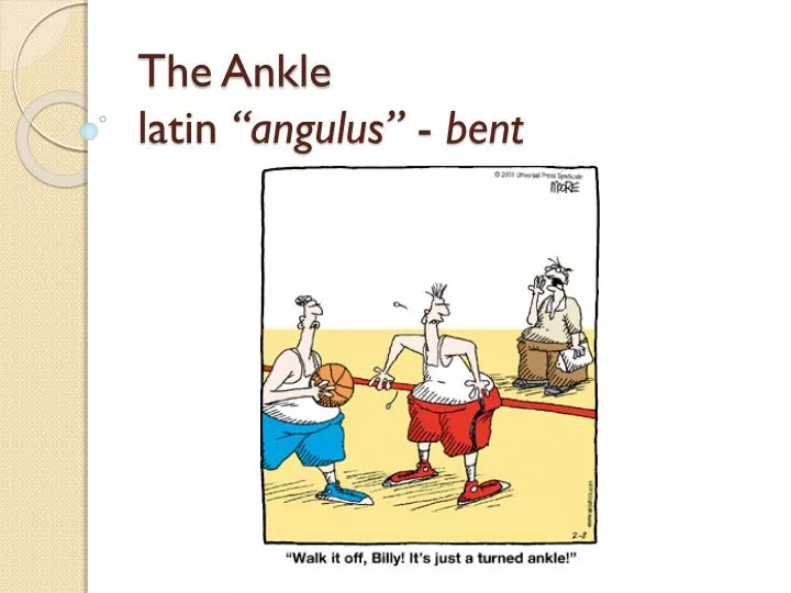 the ankle latin angulus bent