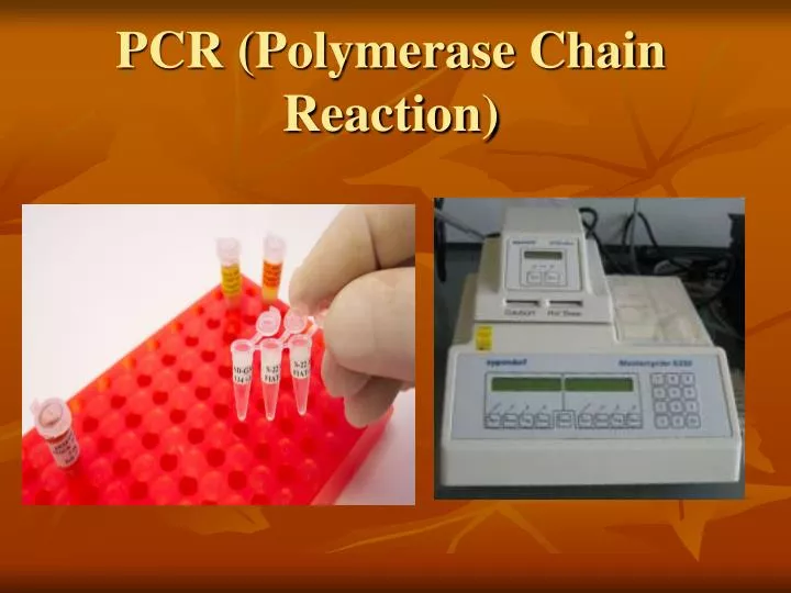 pcr polymerase chain reaction