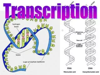 Transcription