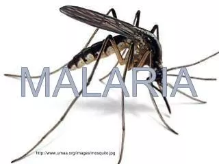 umaa/images/mosquito.jpg