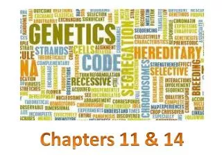 Chapters 11 &amp; 14