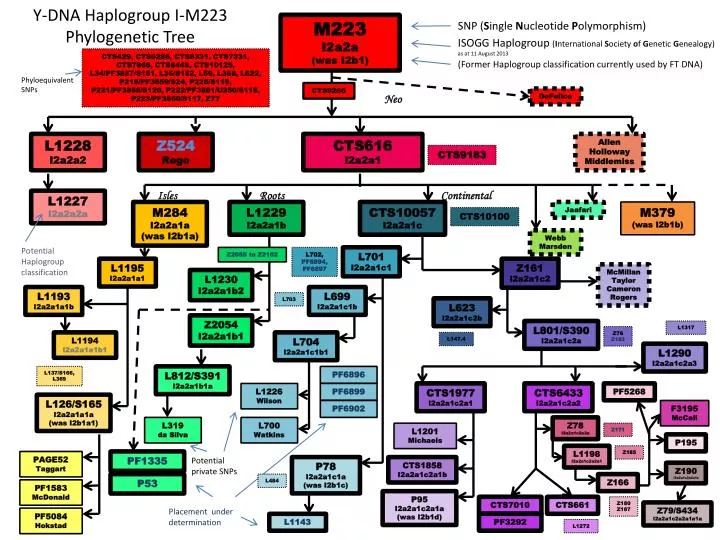 y dna haplogroup i m223 phylogenetic tree