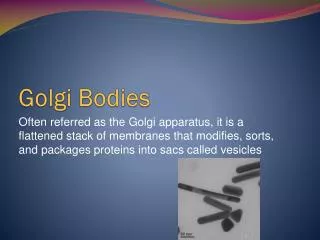 Golgi Bodies
