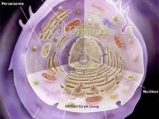 Cell Organelle