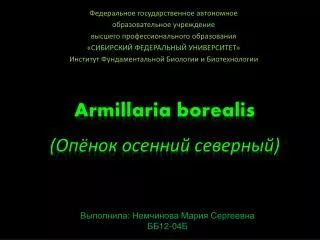 armillaria borealis