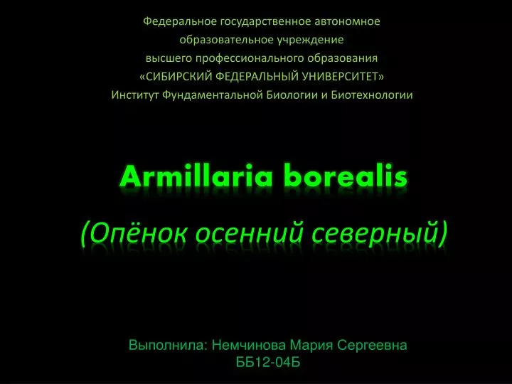 armillaria borealis