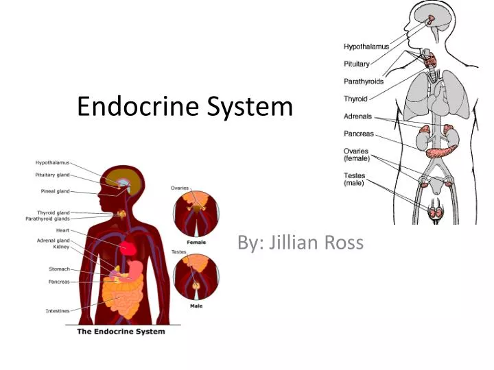 endocrine system