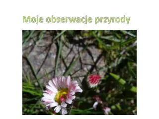 moje obserwacje przyrody