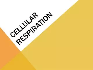 cellular respiration