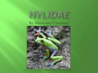 Hylidae
