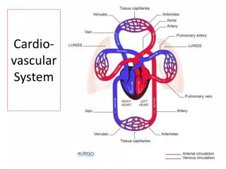 cardio vascular system