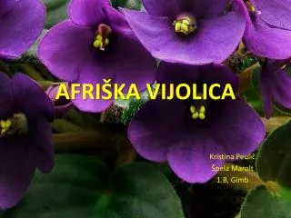 afri ka vijolica