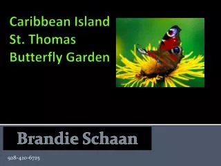 Caribbean Island St. Thomas Butterfly Garden
