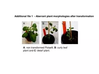 Additional file 1 - Aberrant plant morphologies after transformation