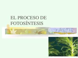 el proceso de fotos ntesis