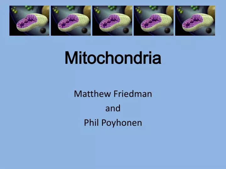 mitochondria