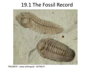 19.1 The Fossil Record