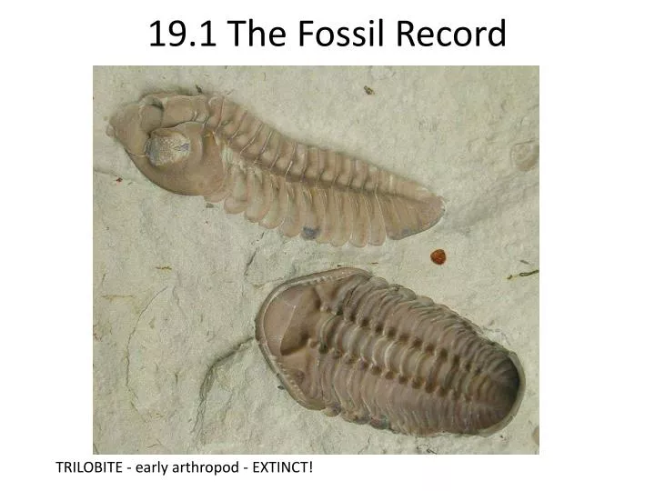 19 1 the fossil record