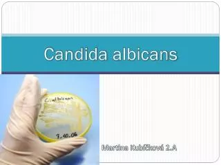 candida albicans