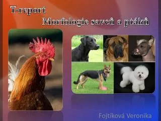 t report morfologie savc a pt k