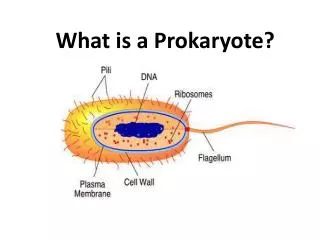 What is a Prokaryote?