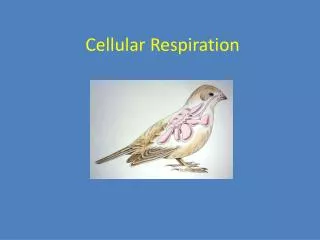 cellular respiration