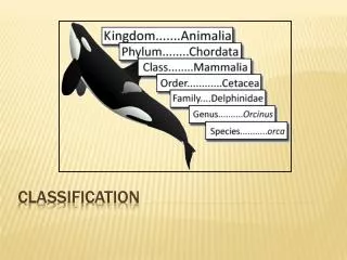 classification