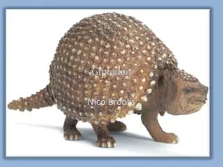 Glptodon