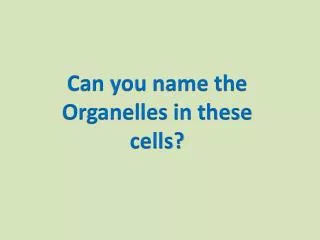 Can you name the Organelles in these cells?