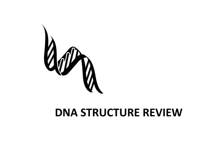 dna structure review