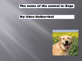 The name of the animal is: Dogs