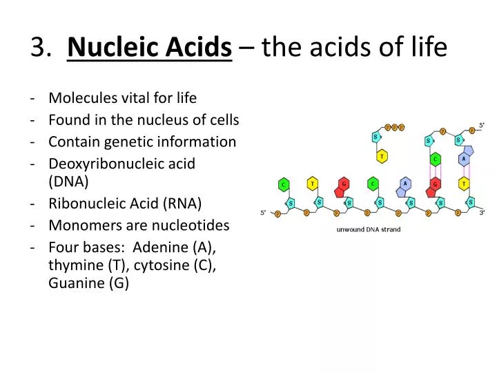 3 nucleic acids the acids of life