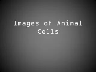 images of animal cells