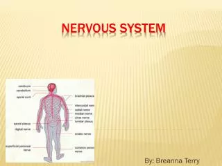 Nervous system