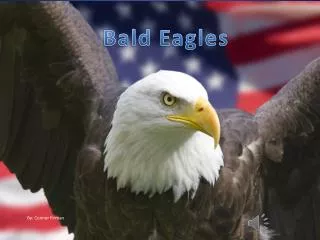 Bald Eagles