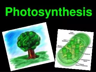 Photosynthesis