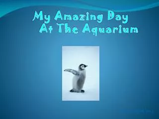 My Amazing Day 	At The Aquarium