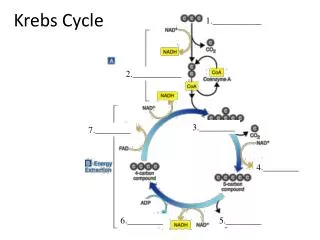 krebs cycle