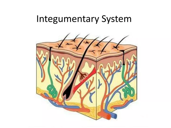 integumentary system