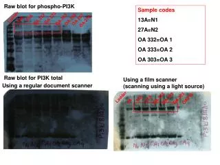 Raw blot for phospho-PI3K