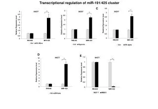 Transcriptional regulation of miR-191/425 cluster